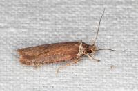Agonopterix cnicella