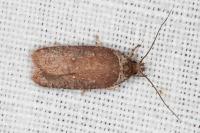 Agonopterix cnicella
