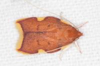 Carcina quercana