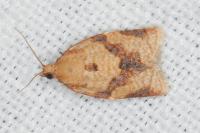 Clepsis consimilana