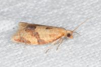 Clepsis consimilana