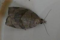 Pandemis dumetana