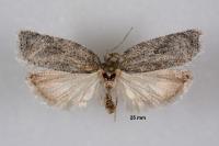 Acleris roscidana