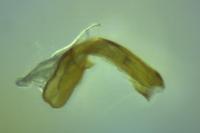 Acleris roscidana