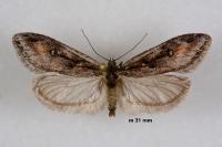 Semioscopis oculella