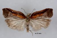 Acleris cristana