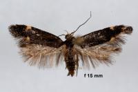 Stomopteryx flavipalpella