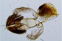 Stomopteryx flavipalpella