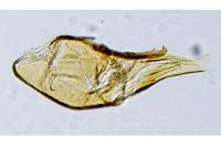 Stomopteryx flavipalpella