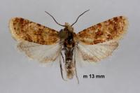 Aethes margarotana
