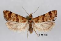 Cochylimorpha cultana