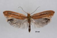 Ypsolopha ustella