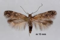 Stomopteryx remissella