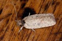 Agonopterix scopariella