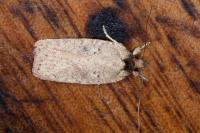 Agonopterix scopariella