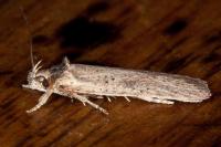 Agonopterix scopariella