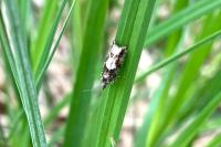 Epinotia immundana