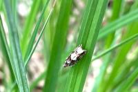Epinotia immundana