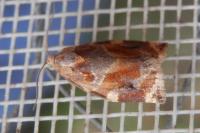Archips xylosteana