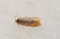 Clepsis pallidana