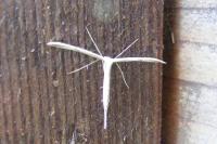 Emmelina monodactyla