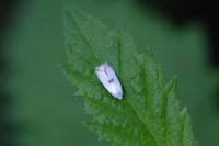 Pseudopostega auritella