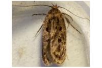 Hofmannophila pseudospretella
