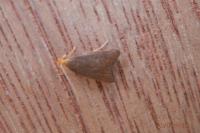 Eurodachtha pallicornella