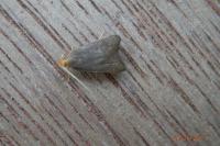 Eurodachtha pallicornella