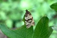Isotrias