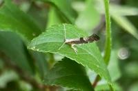 Argyresthia spinosella