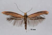 Zelleria hepariella