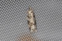Cnephasia stephensiana