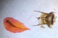 Cnephasia stephensiana