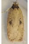 Agonopterix subpropinquella