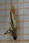 Caloptilia alchimiella