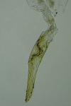 Caloptilia alchimiella