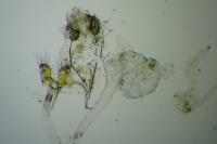 Paraswammerdamia nebulella