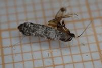 Paraswammerdamia nebulella