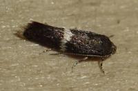 Elachista metella