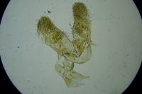 Elachista metella