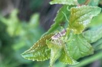 Argyresthia semifusca/spinosella