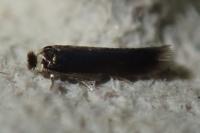 Stigmella samiatella