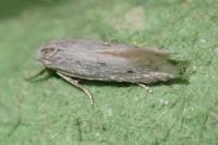 Elachista dispunctella