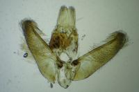 Elachista pigerella