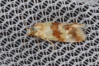 Aethes sanguinana