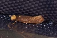 Monopis nigricantella