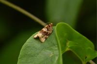 Argyrotaenia ljungiana