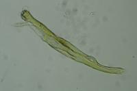 Elachista metella