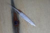 Coleophora nutantella
